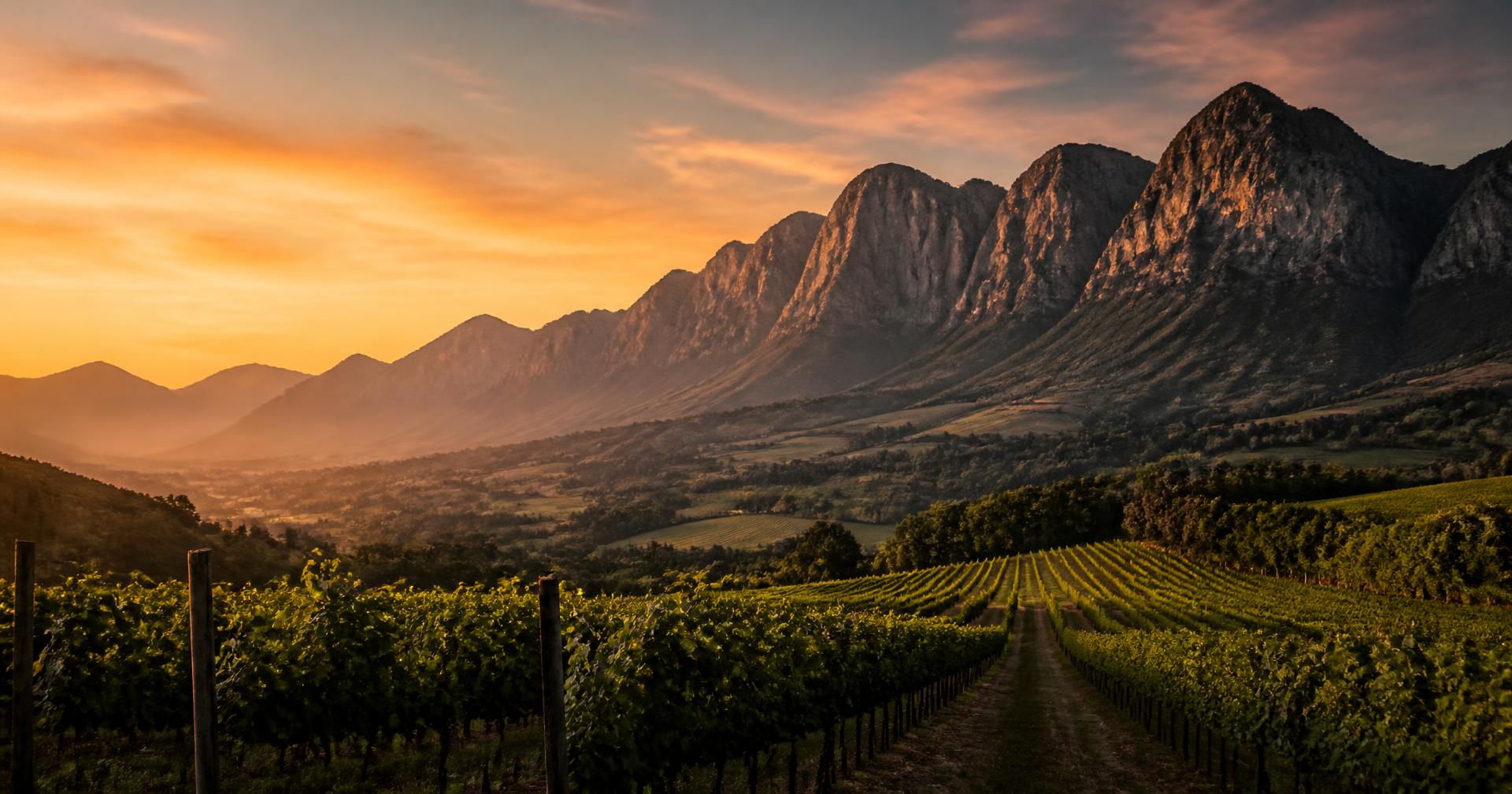 South African vineyards below Cape mountains at dusk